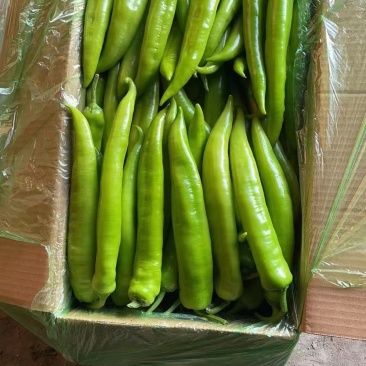 紫茄子，绿茄子，尖椒，圆椒