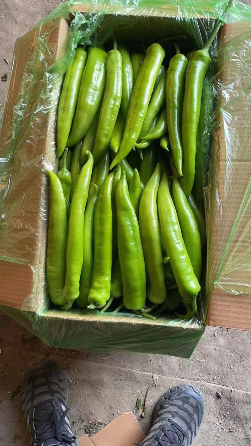 紫茄子，绿茄子，尖椒，圆椒