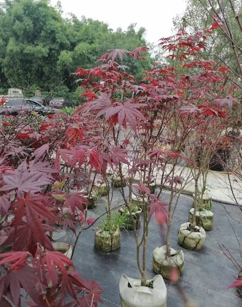 三季红枫袋苗出售杆粗3-5公分左右数量不多欢迎咨询了