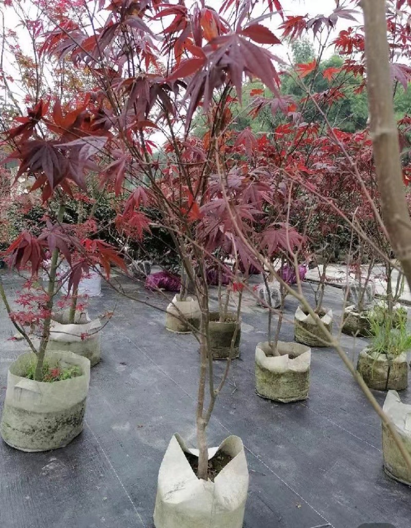 三季红枫袋苗出售杆粗3-5公分左右数量不多欢迎咨询了