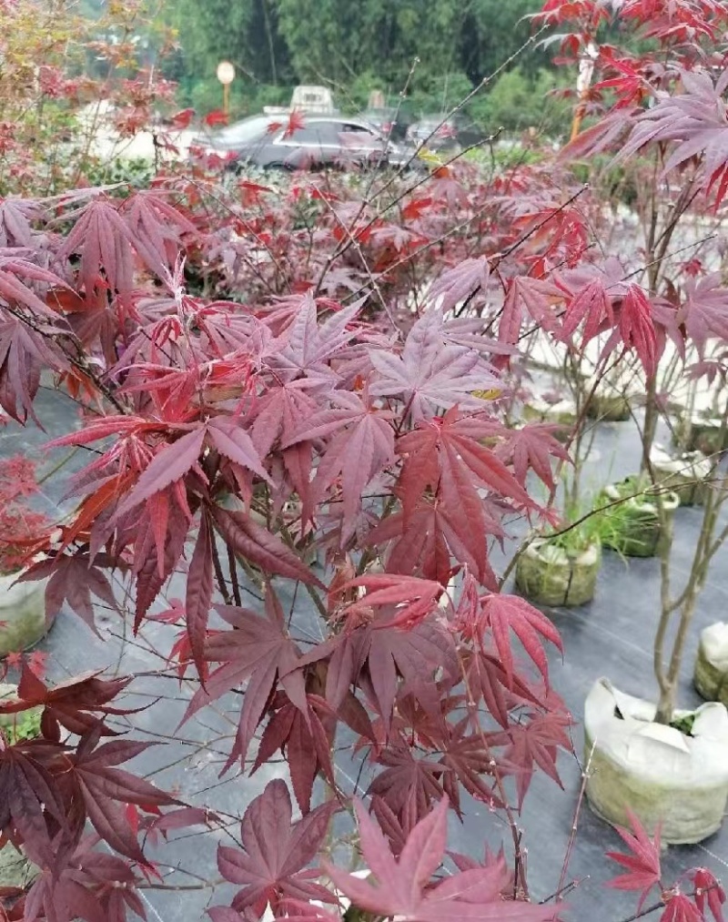 三季红枫袋苗出售杆粗3-5公分左右数量不多欢迎咨询了