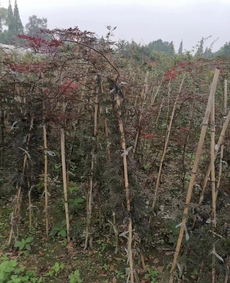 基地出售羽毛枫四川成都货源欢迎咨询可视频看货