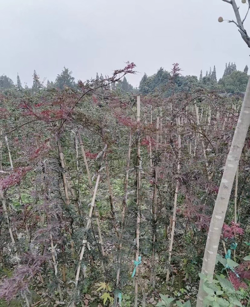 基地出售羽毛枫四川成都货源欢迎咨询可视频看货