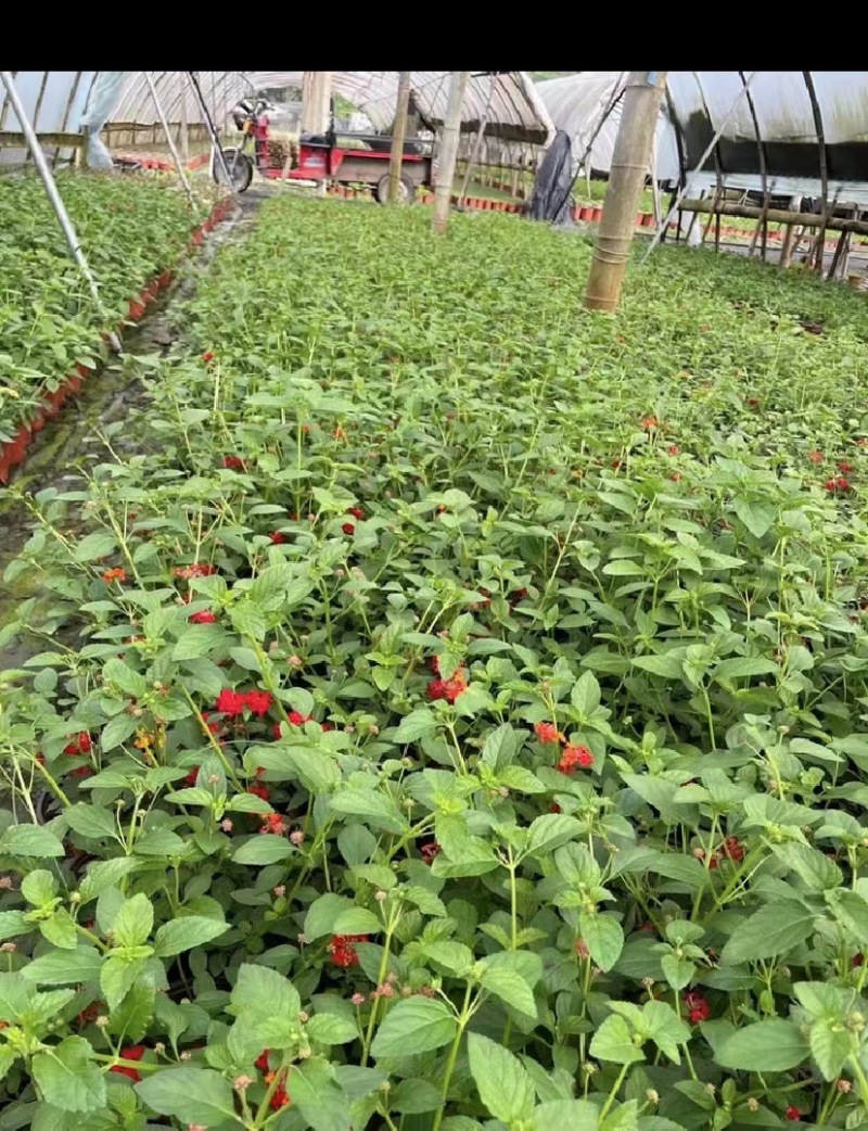 出售五色梅（马缨丹）五色梅开花五色梅出售价格