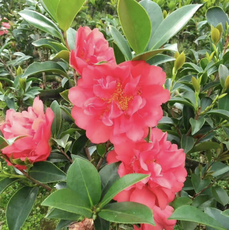 广东高州茶花苗：大量有货．需要大量的联系我．可代办