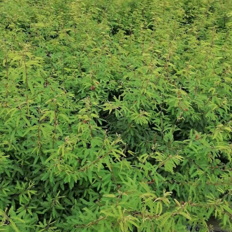 出售香水合欢香水合欢基地直销26带香水合欢