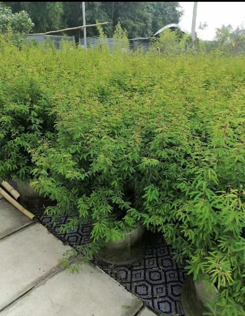 出售香水合欢香水合欢基地直销26带香水合欢