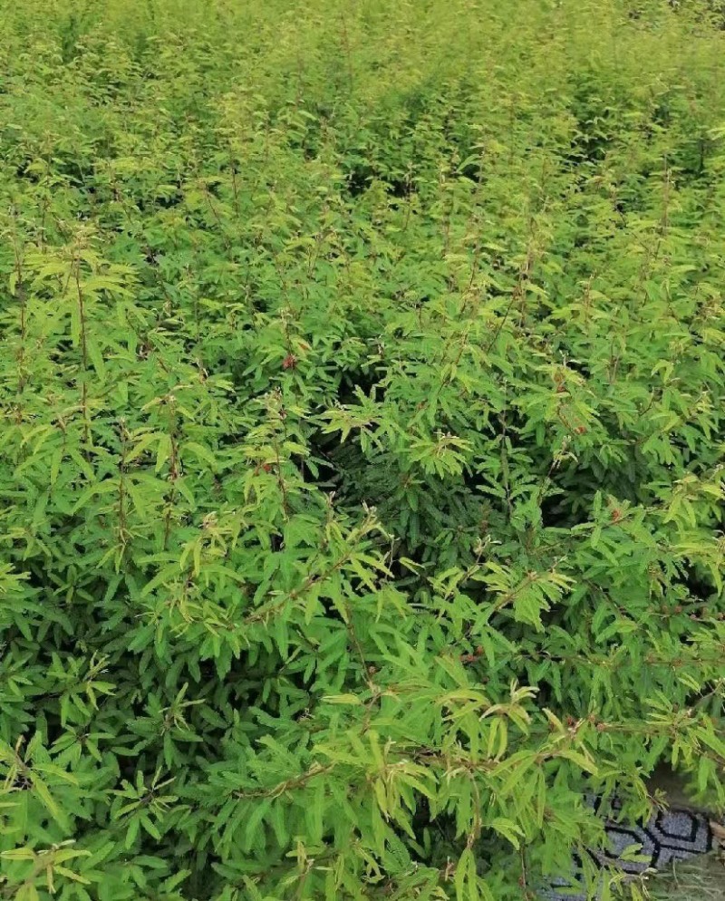 出售香水合欢香水合欢基地直销26带香水合欢