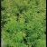 出售香水合欢香水合欢基地直销26带香水合欢