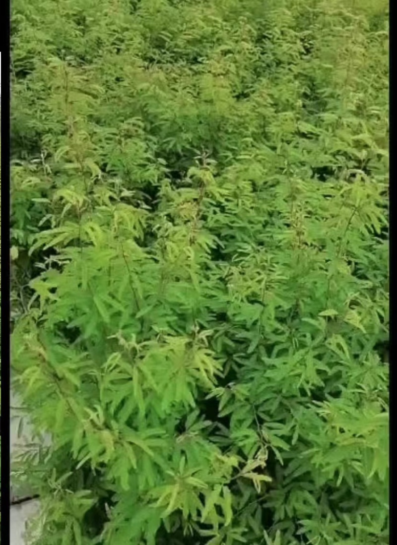 出售香水合欢香水合欢基地直销26带香水合欢