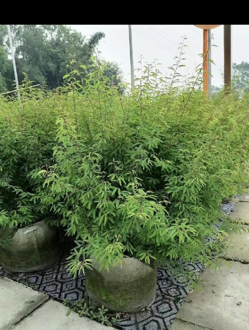 出售香水合欢香水合欢基地直销26带香水合欢