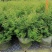 出售香水合欢香水合欢基地直销26带香水合欢