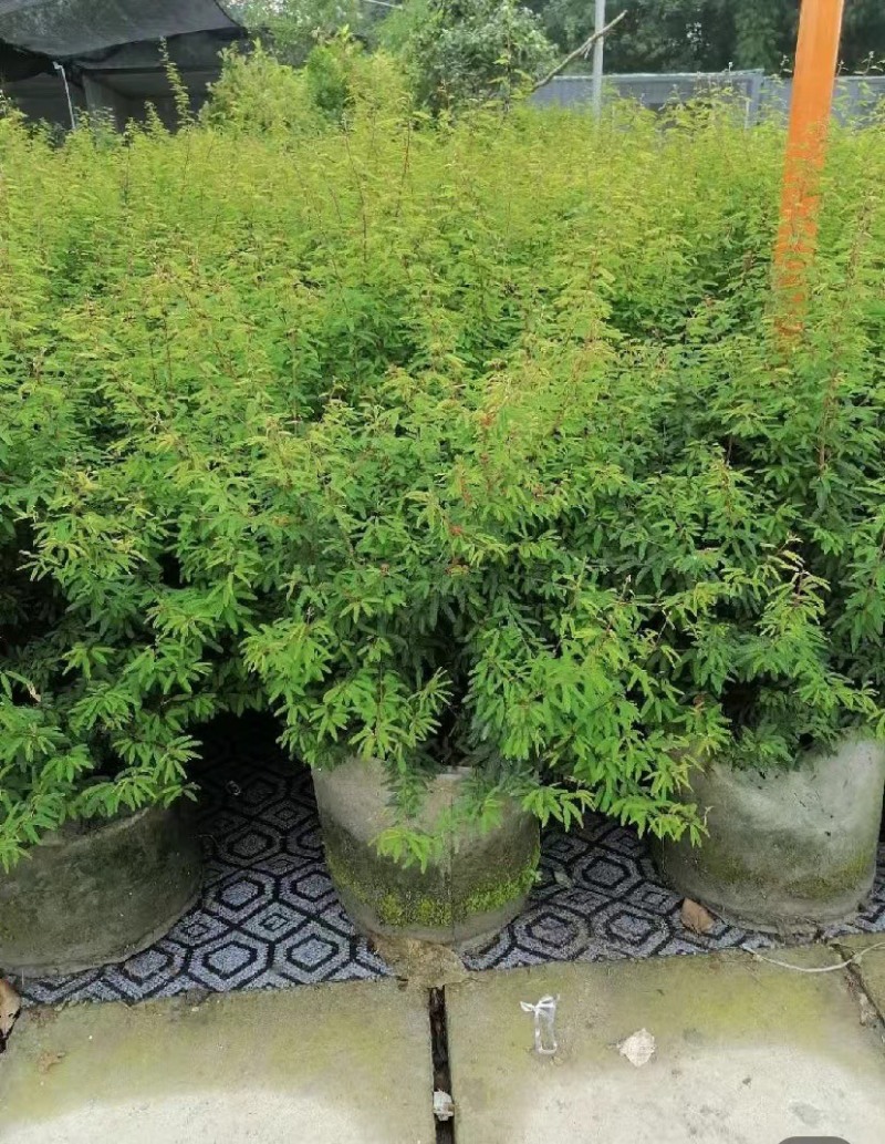 出售香水合欢香水合欢基地直销26带香水合欢