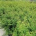 出售香水合欢香水合欢基地直销26带香水合欢