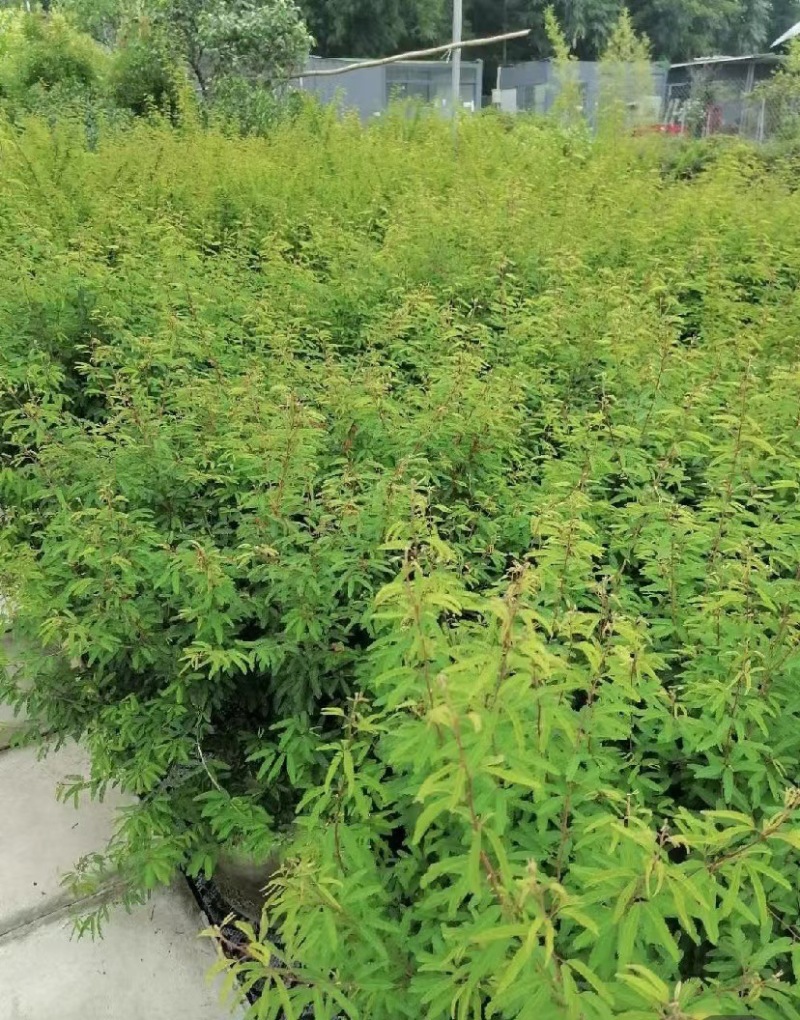 出售香水合欢香水合欢基地直销26带香水合欢