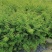 出售香水合欢香水合欢基地直销26带香水合欢