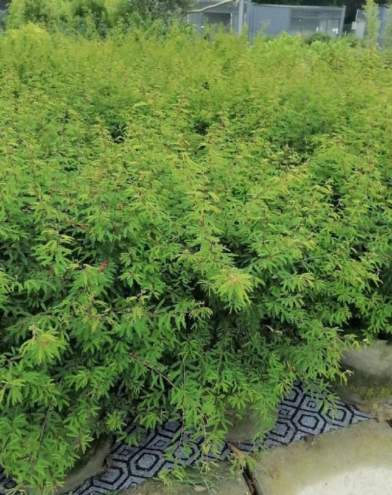 出售香水合欢香水合欢基地直销26带香水合欢