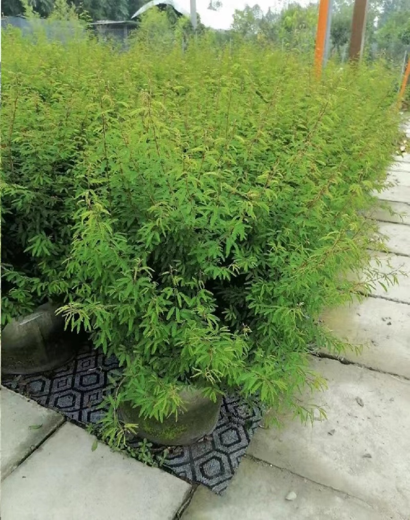 出售香水合欢香水合欢基地直销26带香水合欢