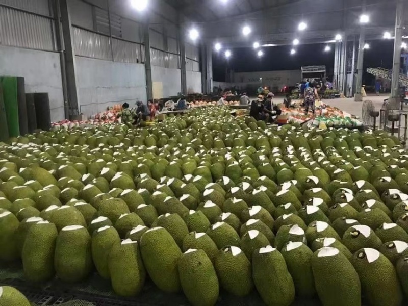 碎米、香蕉、火龙果、菠萝蜜、榴莲、木炭