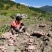 广东茂名高州仙人洞本地黄沙红薯．需要大量的联系我