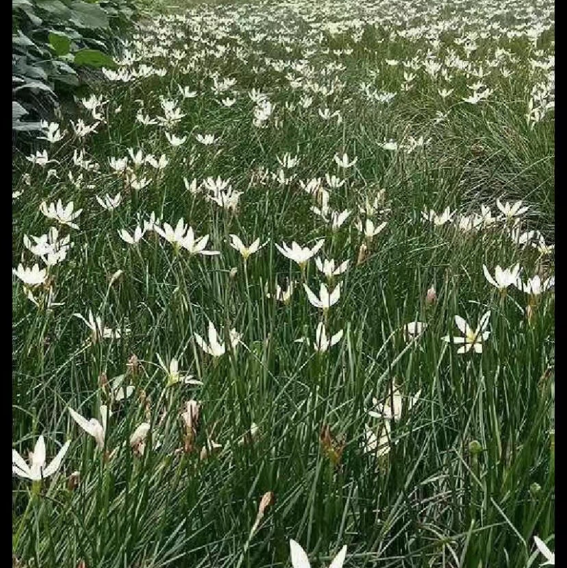 葱兰成都基地货源，葱兰白花红花基地实拍图片
