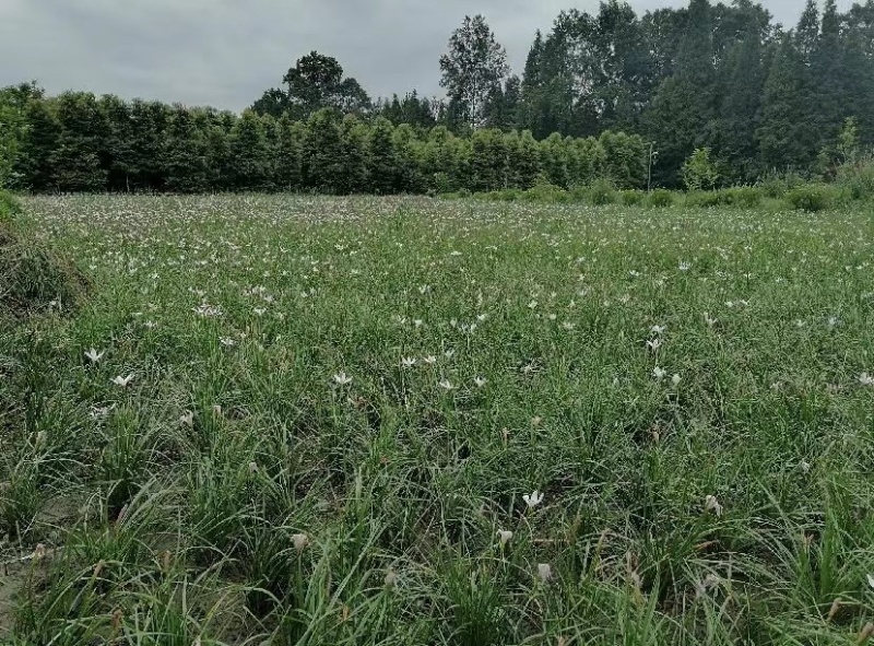 葱兰成都基地货源，葱兰白花红花基地实拍图片