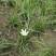 葱兰成都基地货源，葱兰白花红花基地实拍图片
