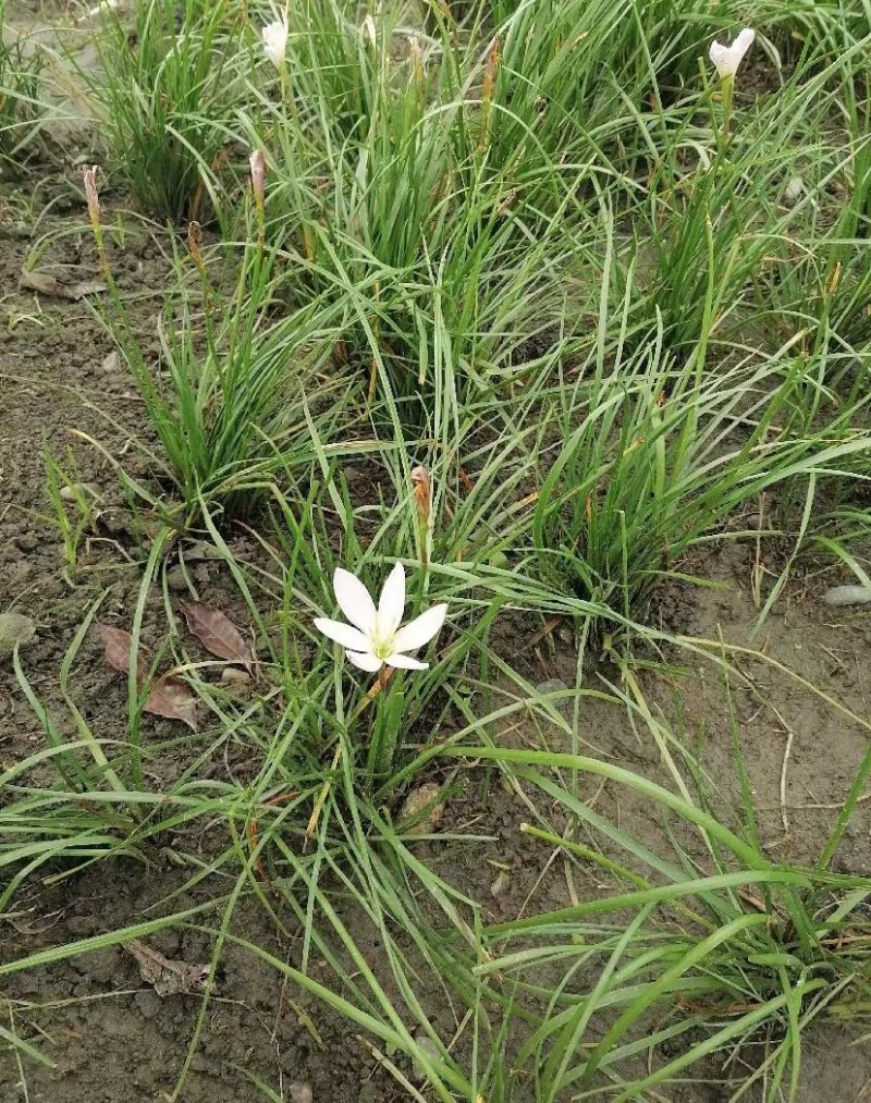 葱兰成都基地货源，葱兰白花红花基地实拍图片