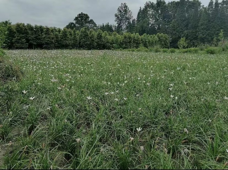 葱兰成都基地货源，葱兰白花红花基地实拍图片