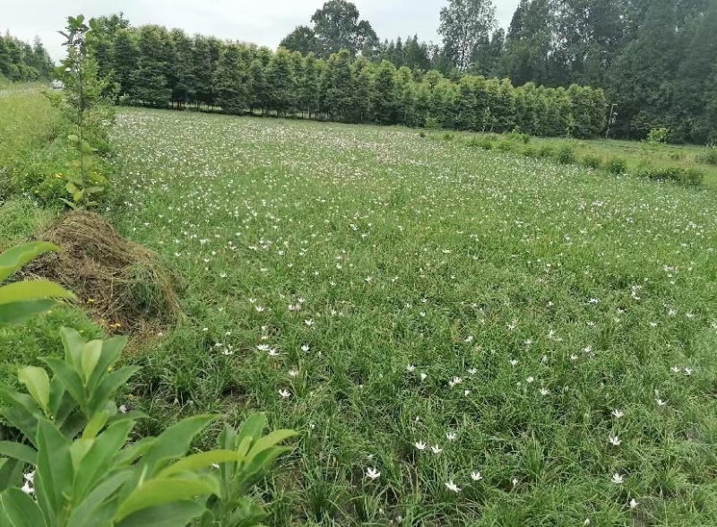 葱兰成都基地货源，葱兰白花红花基地实拍图片