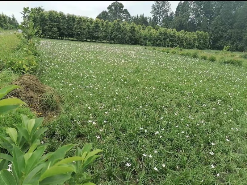 葱兰成都基地货源，葱兰白花红花基地实拍图片