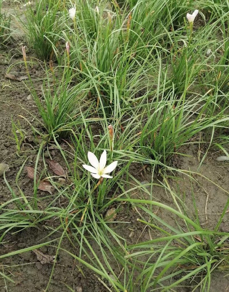葱兰成都基地货源，葱兰白花红花基地实拍图片
