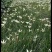葱兰成都基地货源，葱兰白花红花基地实拍图片