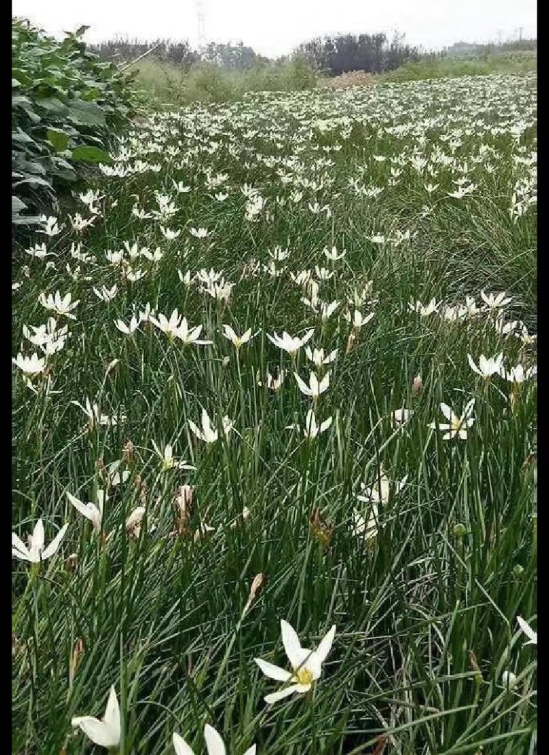 葱兰成都基地货源，葱兰白花红花基地实拍图片