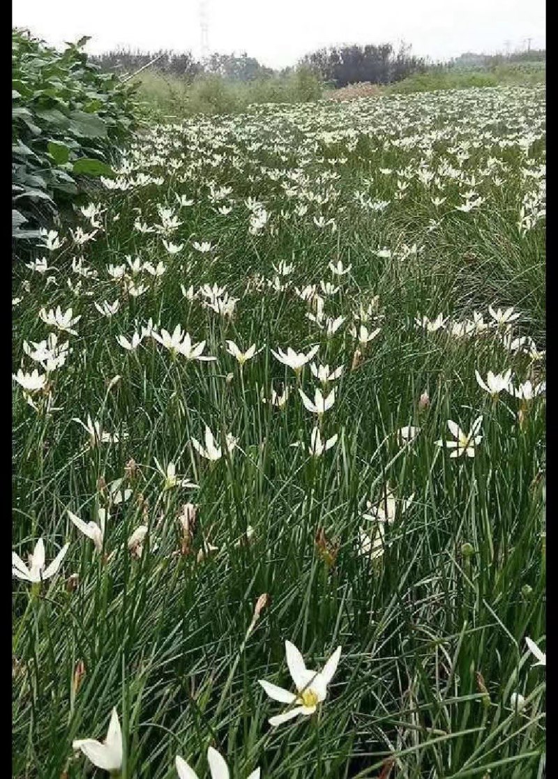 葱兰成都基地货源，葱兰白花红花基地实拍图片