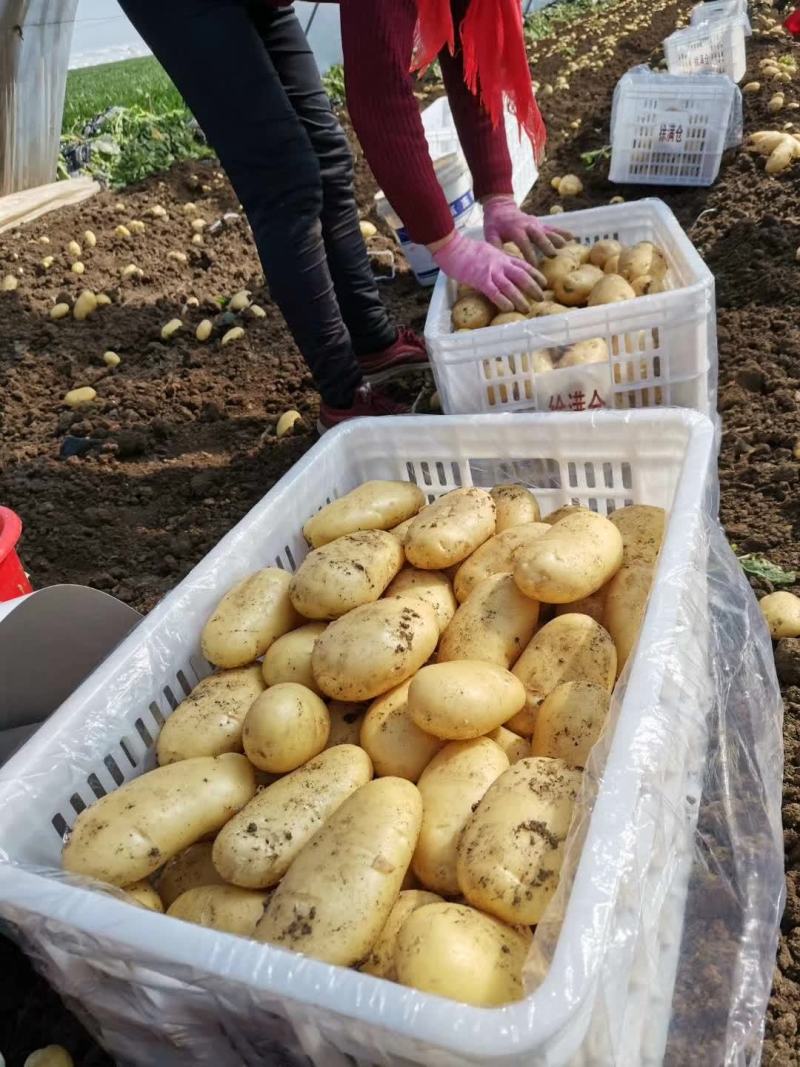 4两起步雨前冷库土豆（量大从优），薯型光滑，颜色亮。