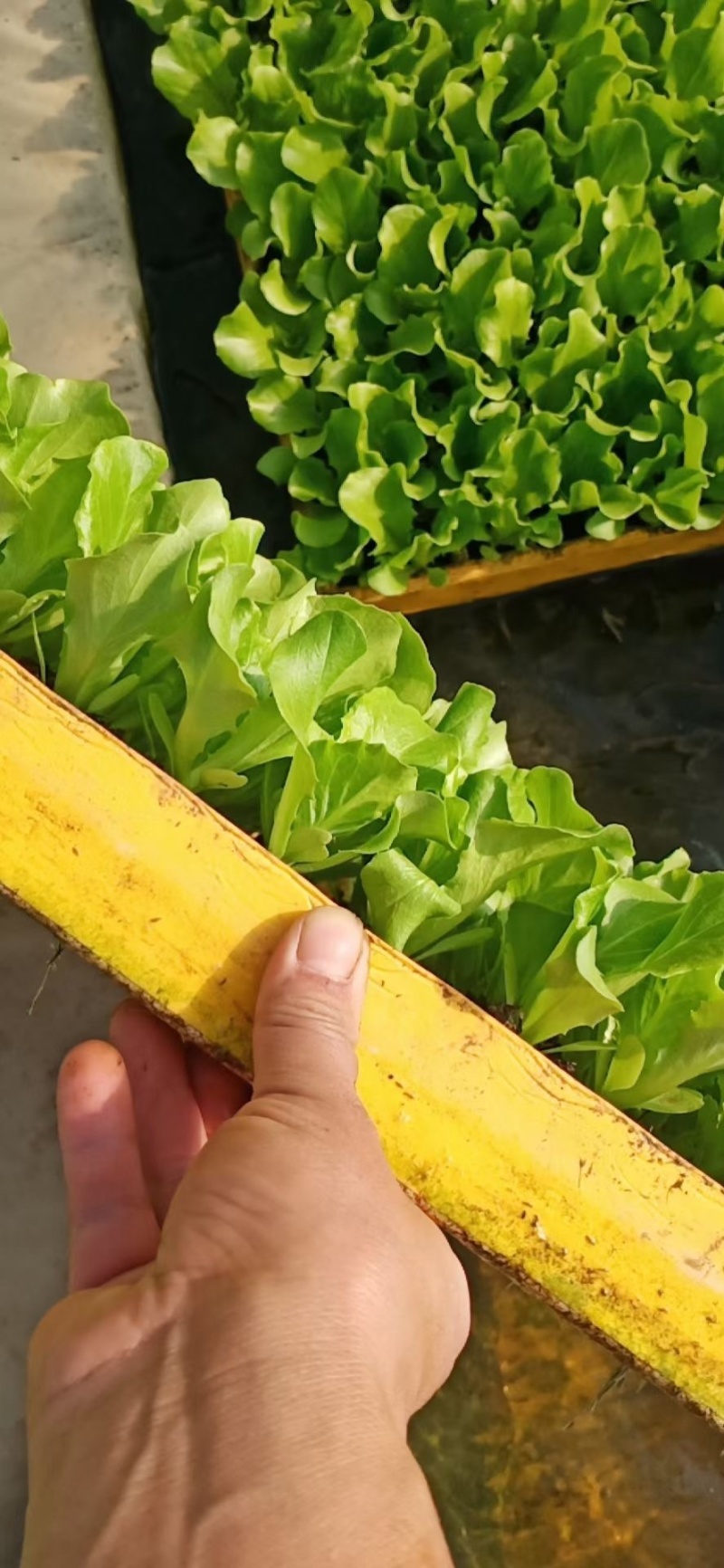 意大利苗生菜苗西生菜苗球生菜苗质量保证
