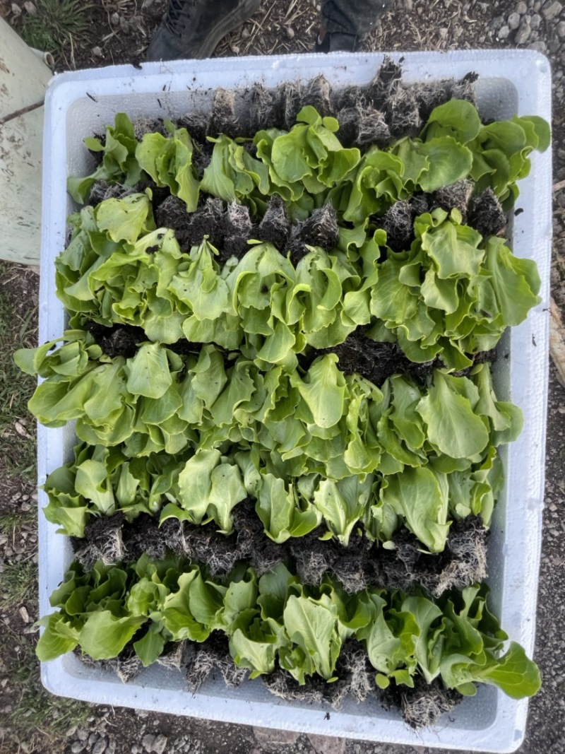 意大利苗生菜苗西生菜苗球生菜苗质量保证