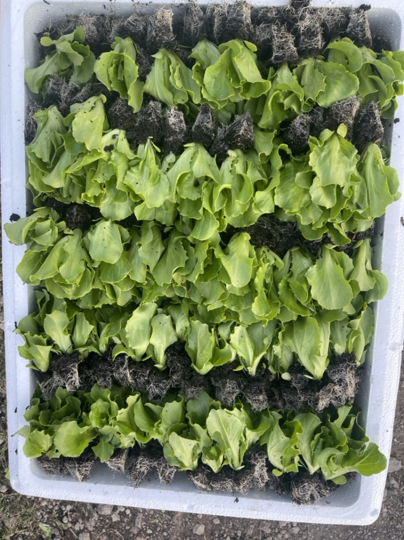 意大利苗生菜苗西生菜苗球生菜苗质量保证