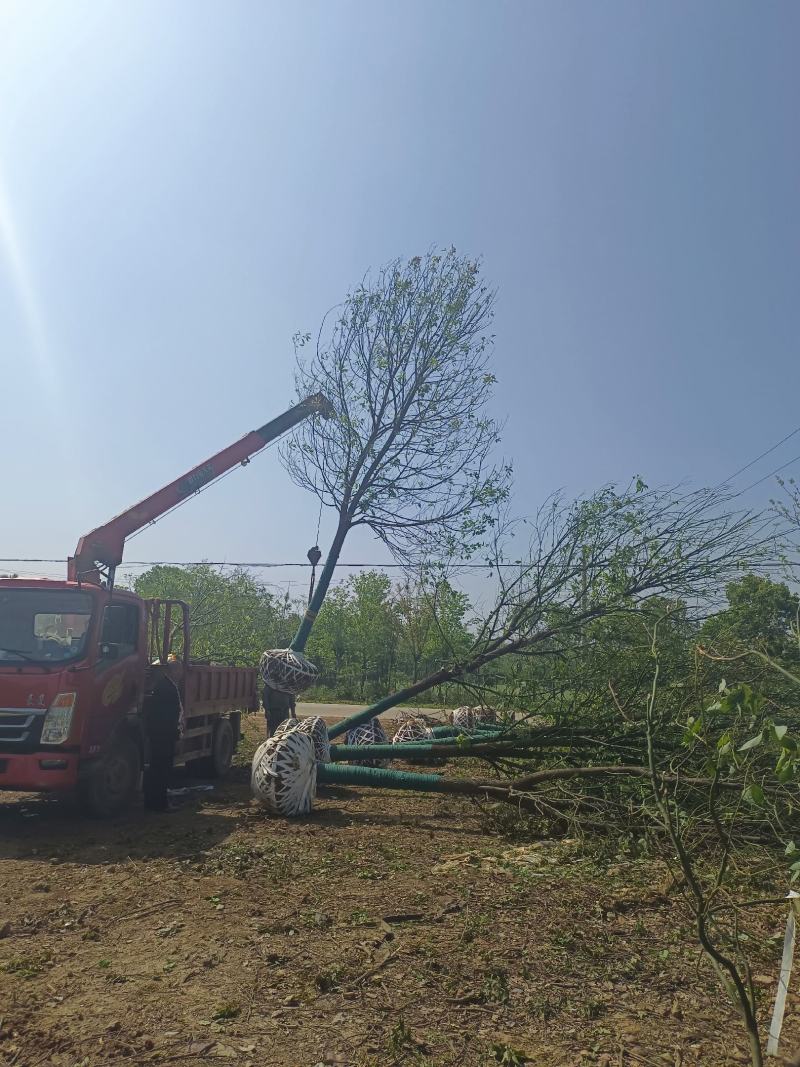 18公分退林香樟，各种质量，规格都有现货，黑土田苗，无底