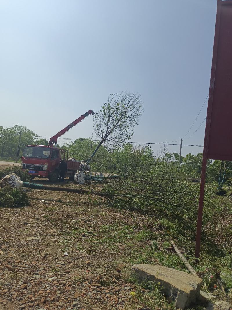 18公分退林香樟，各种质量，规格都有现货，黑土田苗，无底