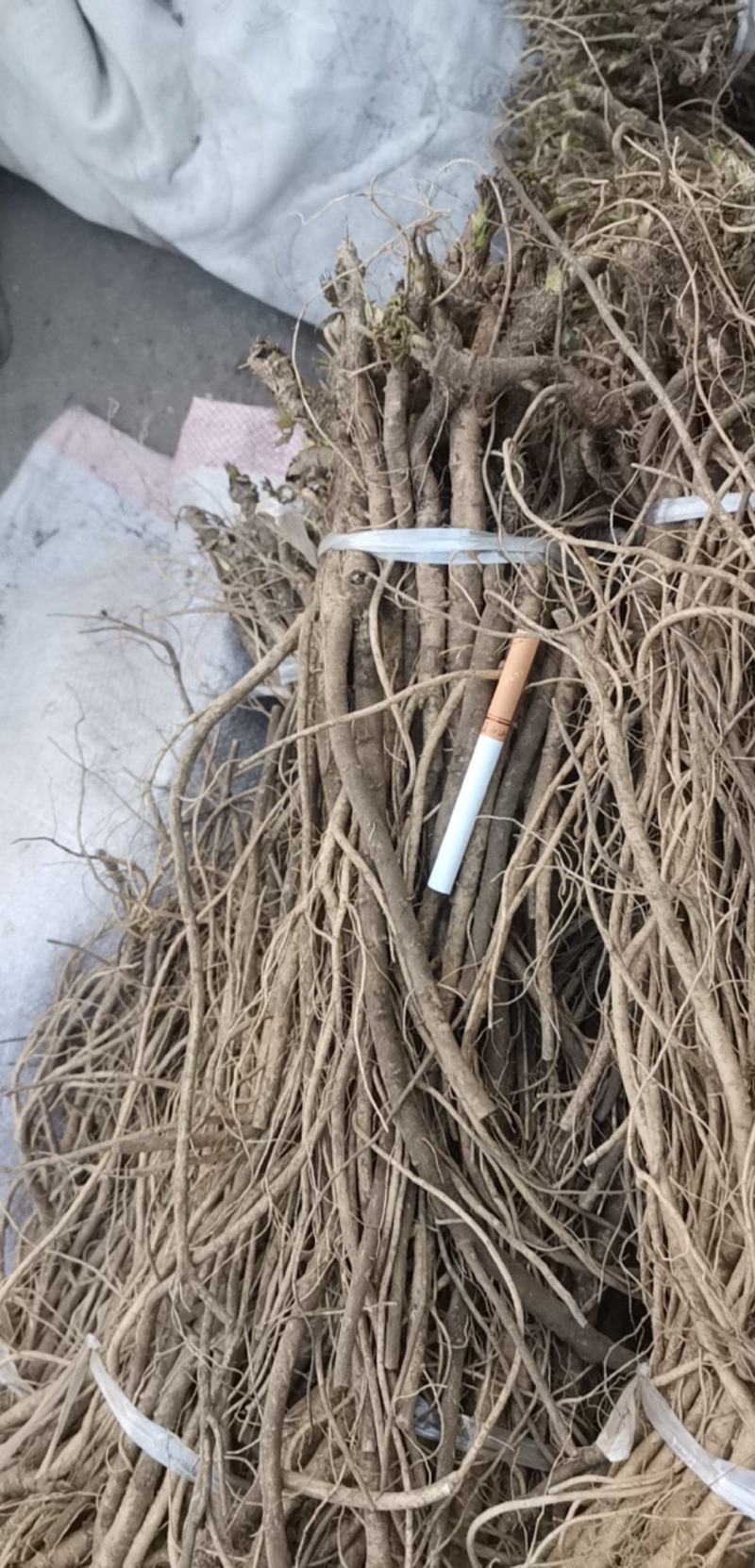 刺嫩芽苗，长白山东北吉林刺嫩芽苗，带土发货，