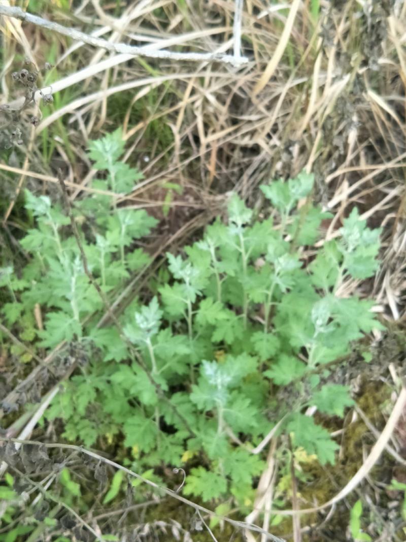 野菊花苗，可盆栽，绿化，药性强，药材种植好项目！！！！！