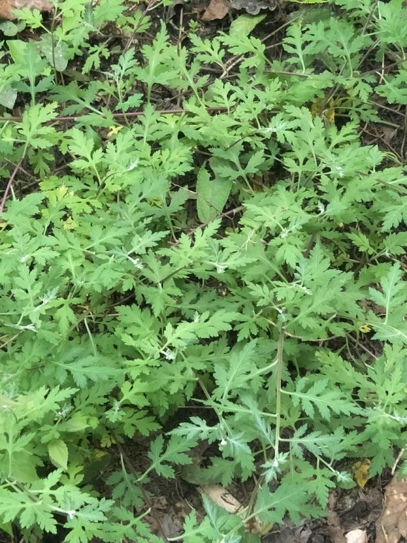 野菊花苗，可盆栽，绿化，药性强，药材种植好项目！！！！！