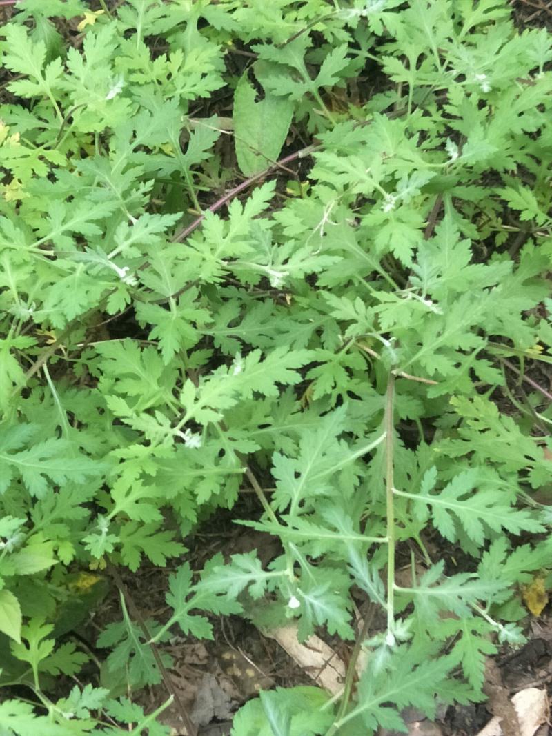 野菊花苗，可盆栽，绿化，药性强，药材种植好项目！！！！！