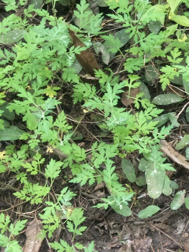 野菊花苗，可盆栽，绿化，药性强，药材种植好项目！！！！！