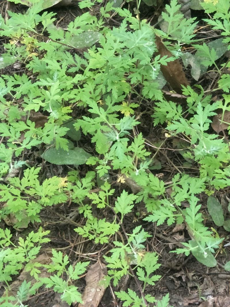 野菊花苗，可盆栽，绿化，药性强，药材种植好项目！！！！！