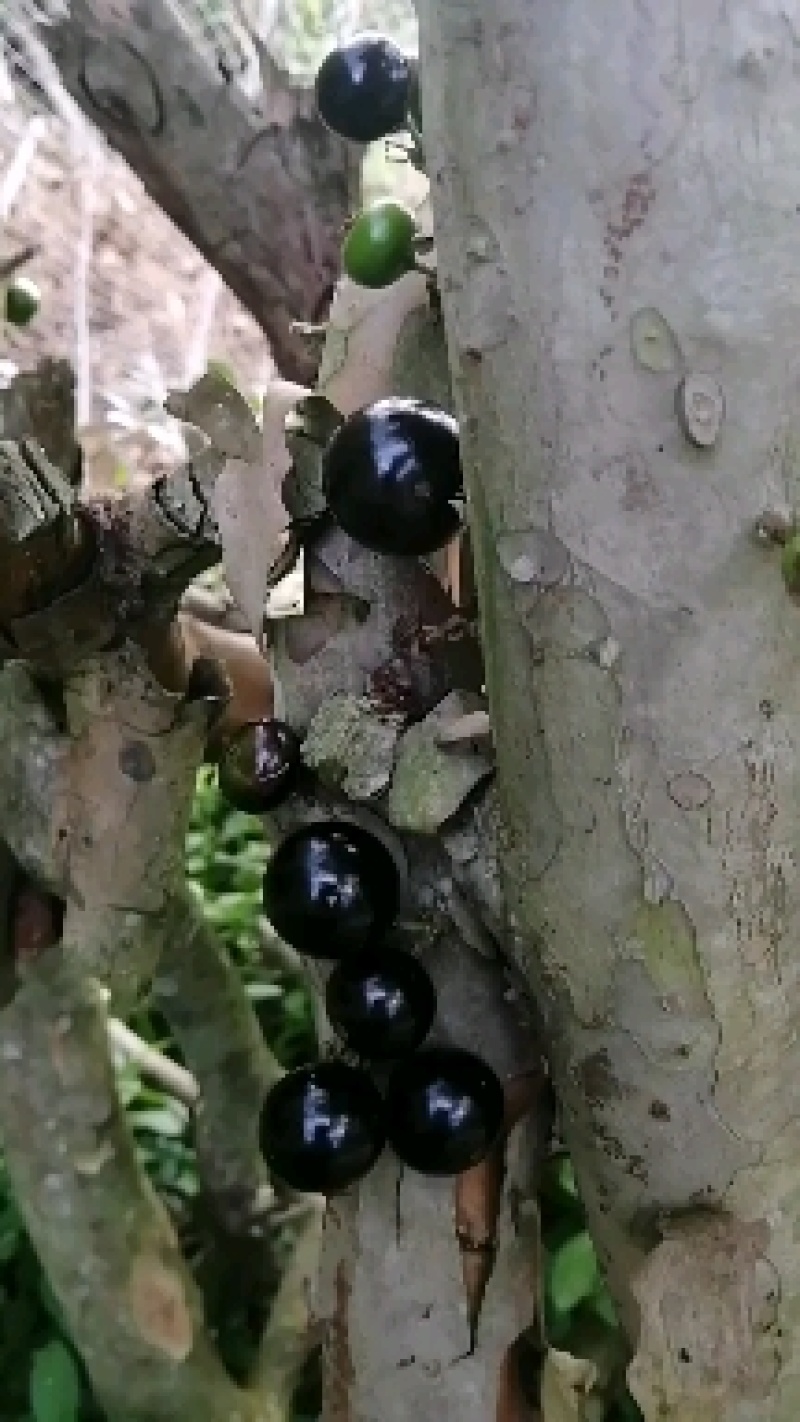 嘉宝果，自家种植，便宜出售