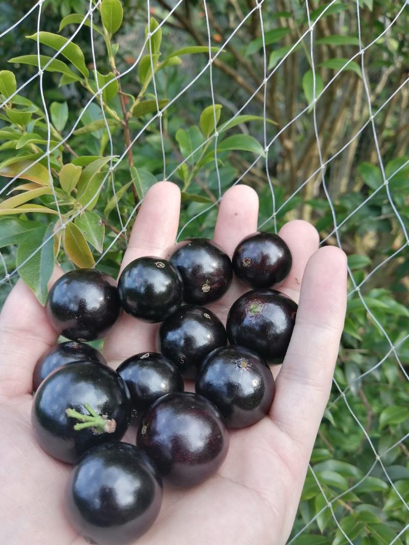 嘉宝果，自家种植，便宜出售