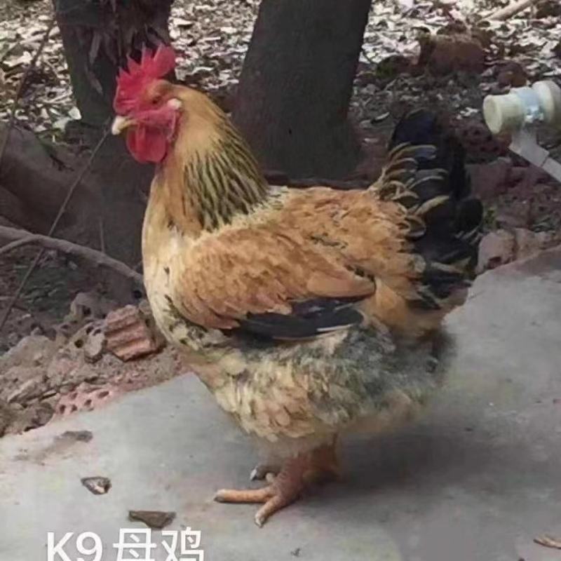 k9肉鸡